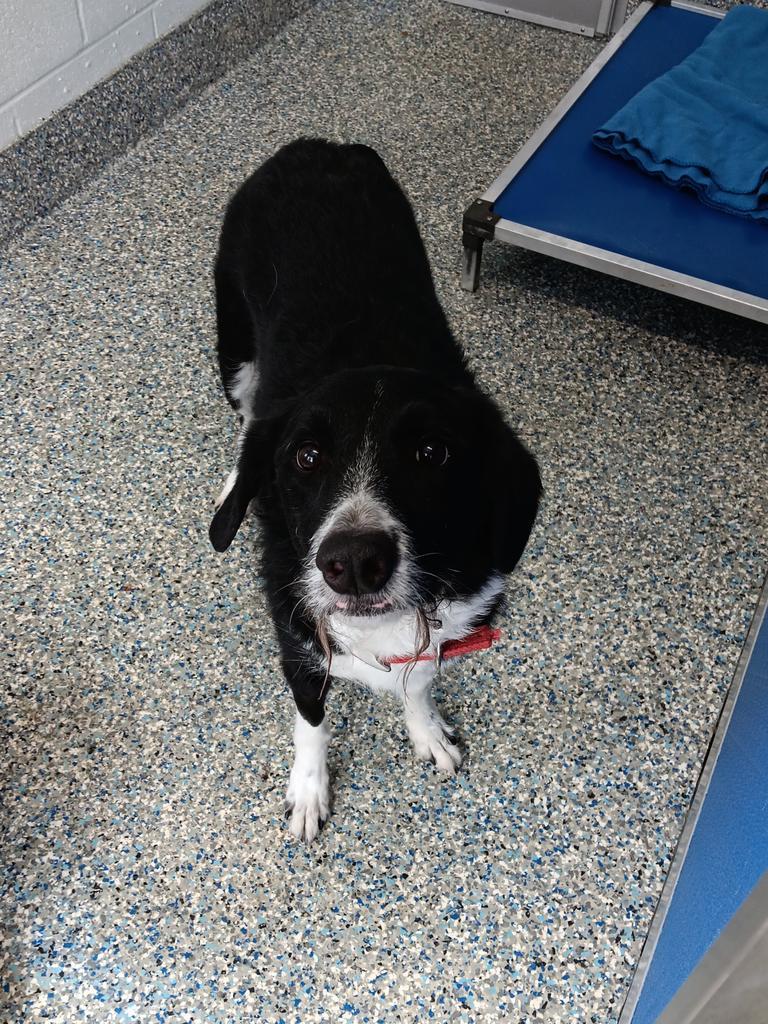 Enlarge Stanley, a Adoptable mixed breed in Angola, IN image 1/3