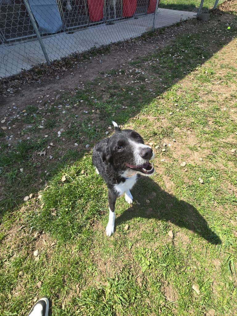 Enlarge Stanley, a Adoptable mixed breed in Angola, IN image 2/3