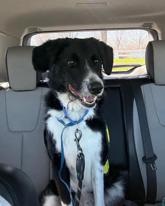 Enlarge Stanley, a Adoptable mixed breed in Angola, IN image 3/3