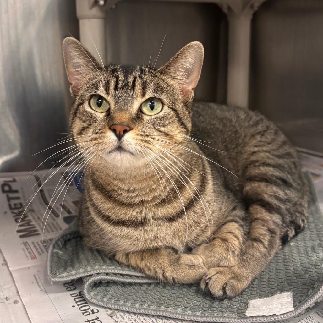 Enlarge Patty, a Adoptable Domestic Short Hair in Belleville, IL image 1/1