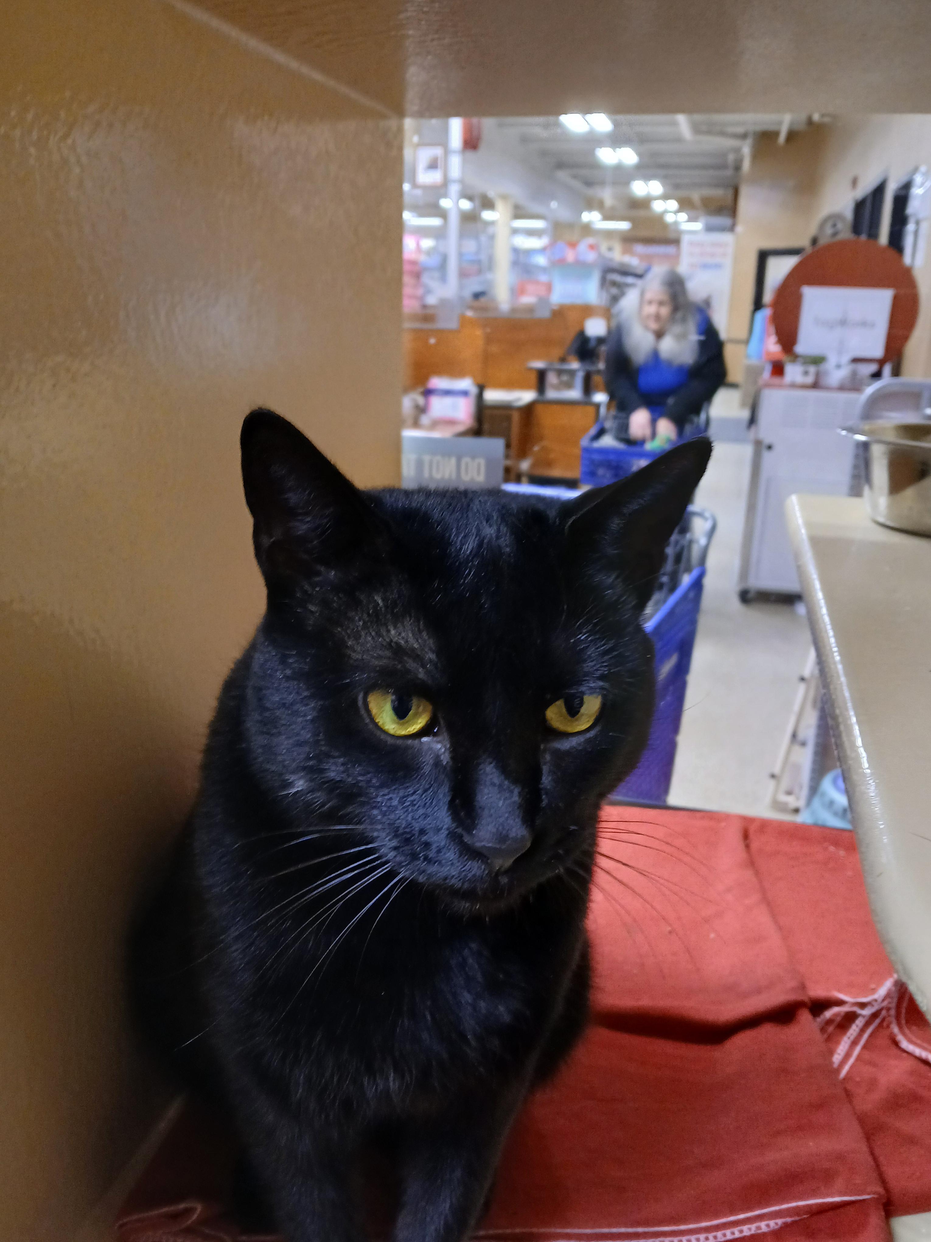 Enlarge Candy, a ADOPTABLE Domestic Short Hair in Newton, MA image 3/3