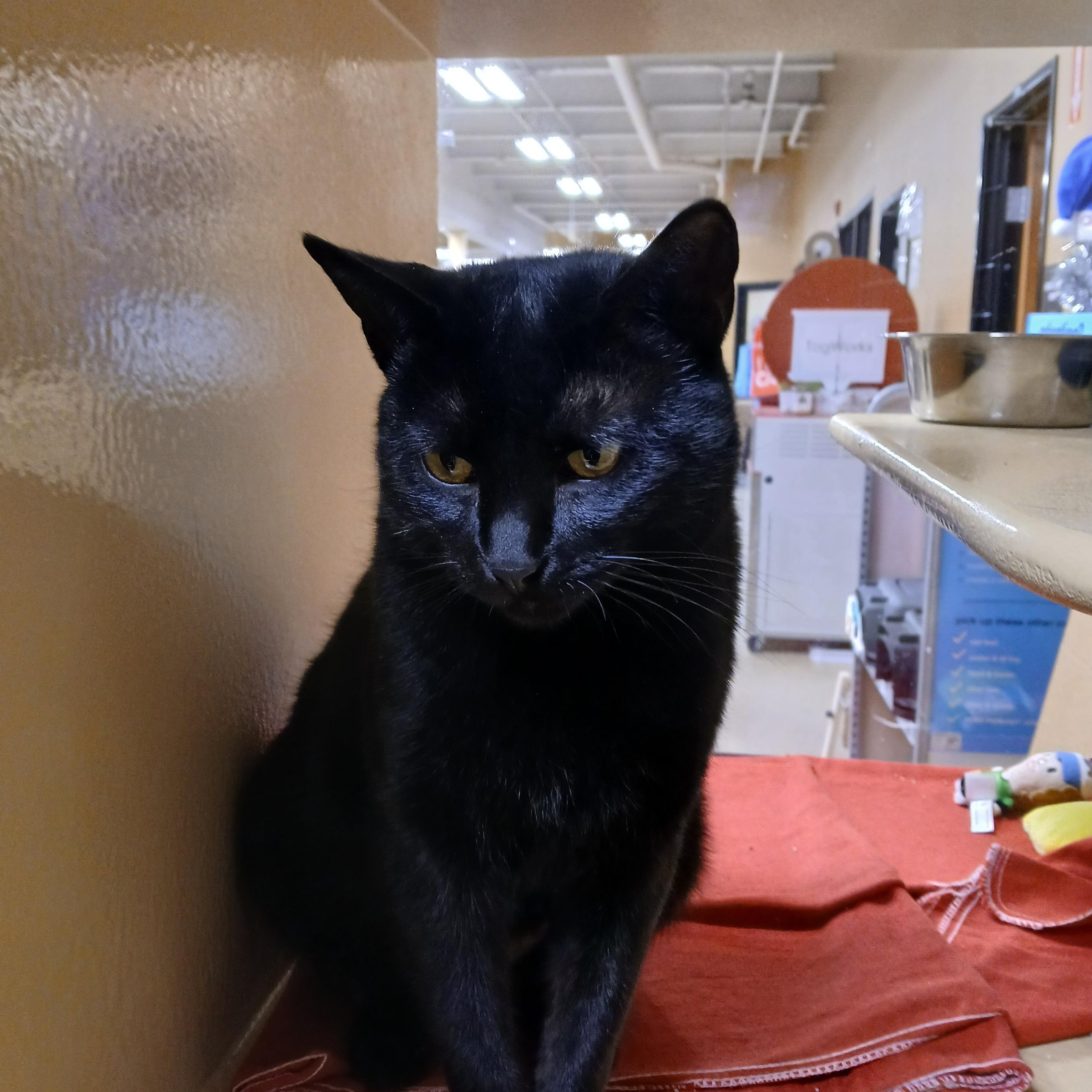 Enlarge Candy, a ADOPTABLE Domestic Short Hair in Newton, MA image 1/3