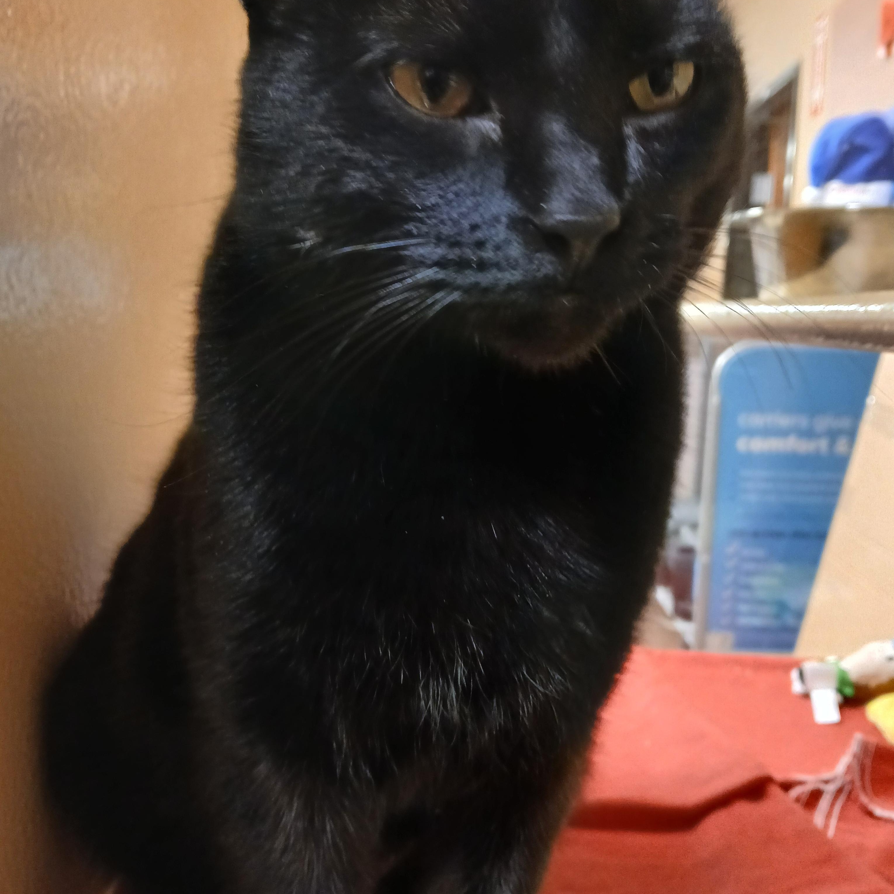 Enlarge Candy, a ADOPTABLE Domestic Short Hair in Newton, MA image 2/3