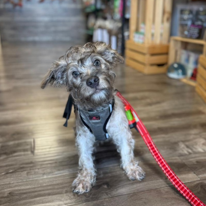 Enlarge KOA, a Adopted mixed breed in Ontario, CA image 3/4