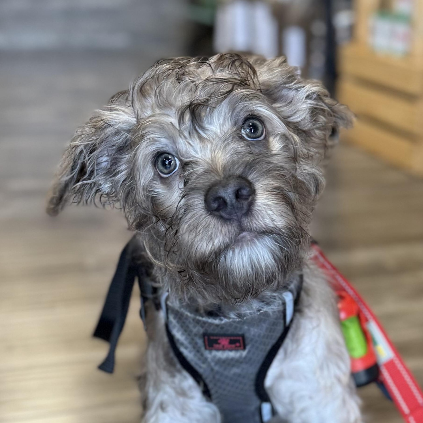 KOA, Adopted, Young Male Poodle & Wirehaired Terrier.