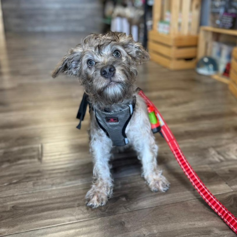 Enlarge KOA, a Adopted mixed breed in Ontario, CA image 4/4