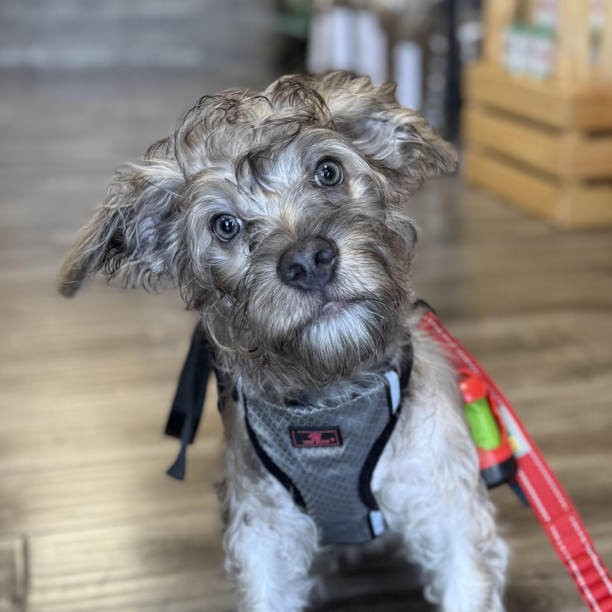 Enlarge KOA, a Adopted mixed breed in Ontario, CA image 1/4