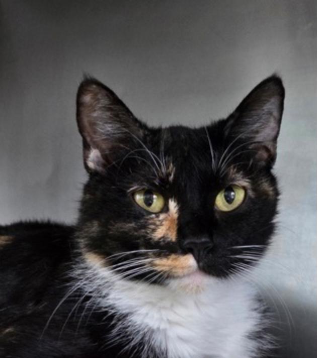 Enlarge Coco Chanel, a ADOPTABLE mixed breed in Marshall, NC image 1/2