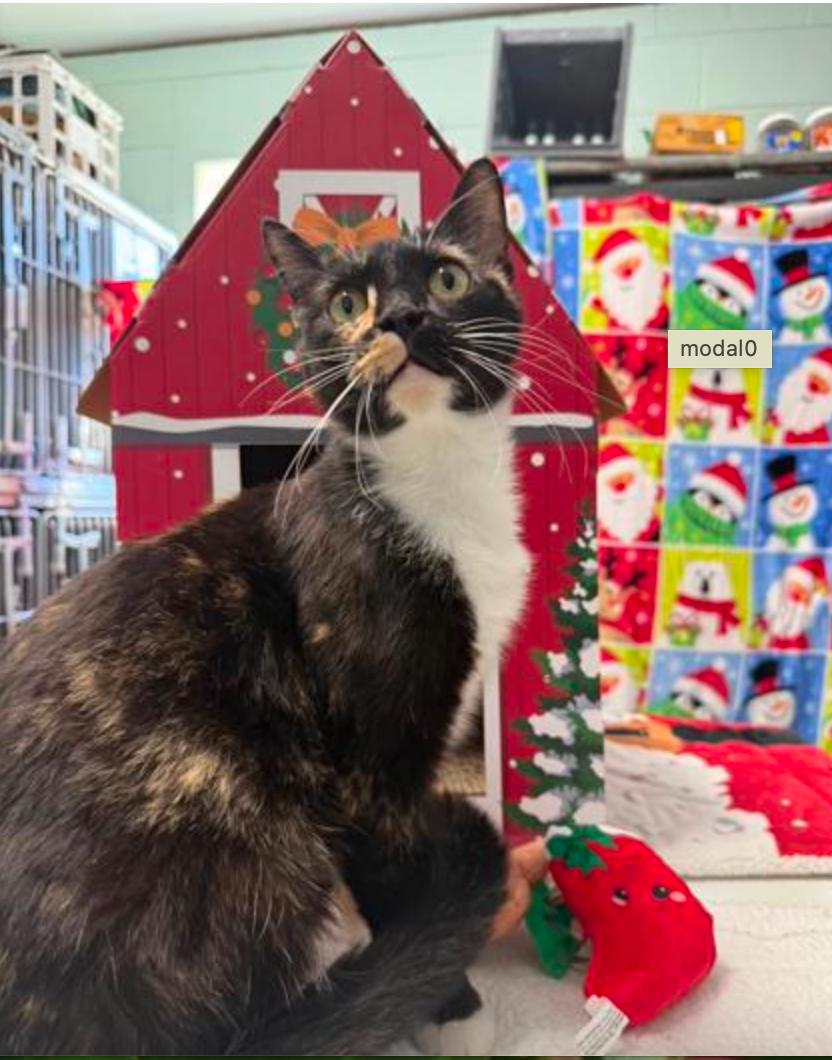 Enlarge Coco Chanel, a ADOPTABLE mixed breed in Marshall, NC image 2/2