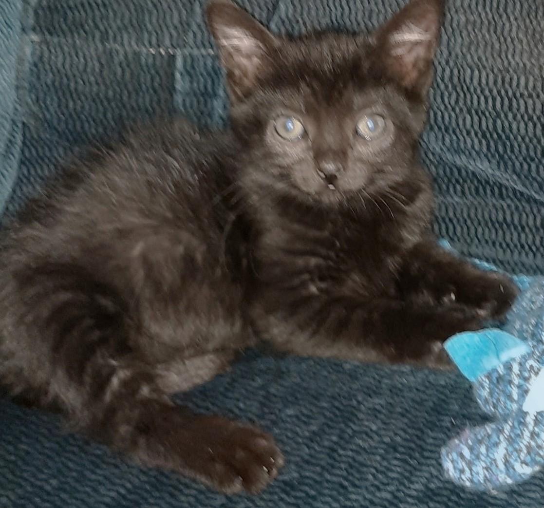Felix - A BOTTLE BABY, a ADOPTABLE Domestic Short Hair in Randolph, NJ image 3/3