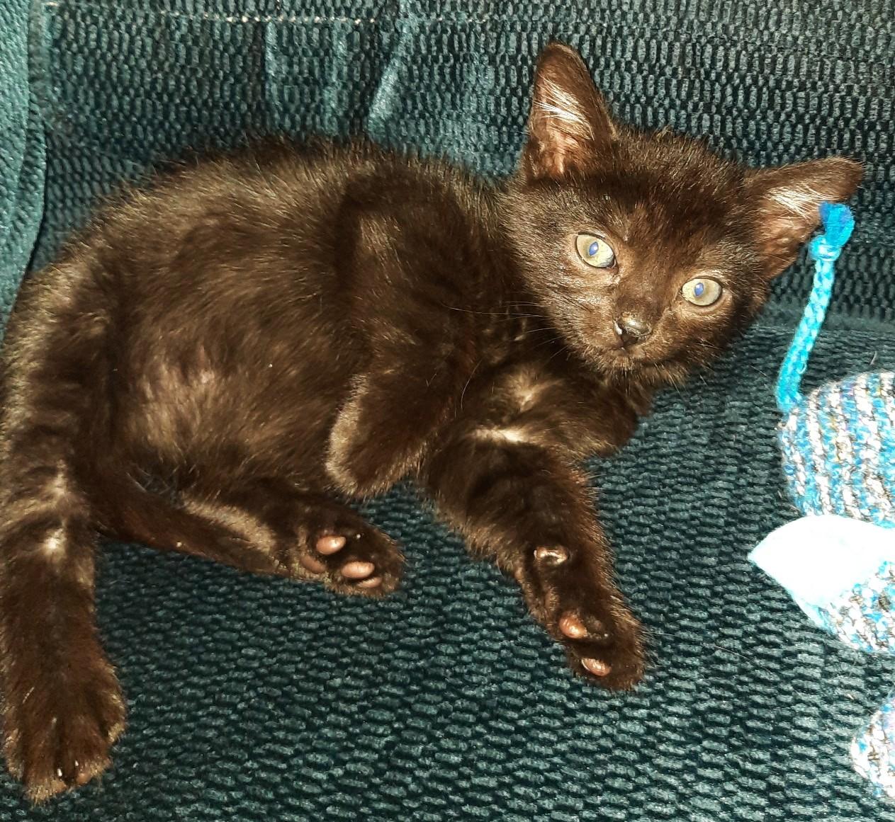Felix - A BOTTLE BABY, a ADOPTABLE Domestic Short Hair in Randolph, NJ image 2/3