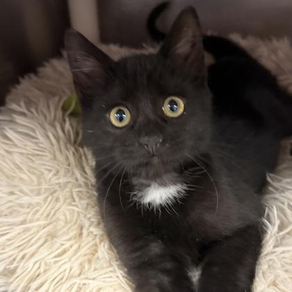 Piper, an adopted Domestic Short Hair in North Myrtle Beach, SC image 2/6