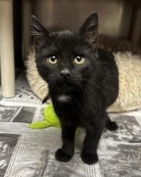 Piper, an adopted Domestic Short Hair in North Myrtle Beach, SC image 5/6