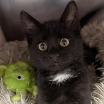 Piper, an adopted Domestic Short Hair in North Myrtle Beach, SC image 4/6