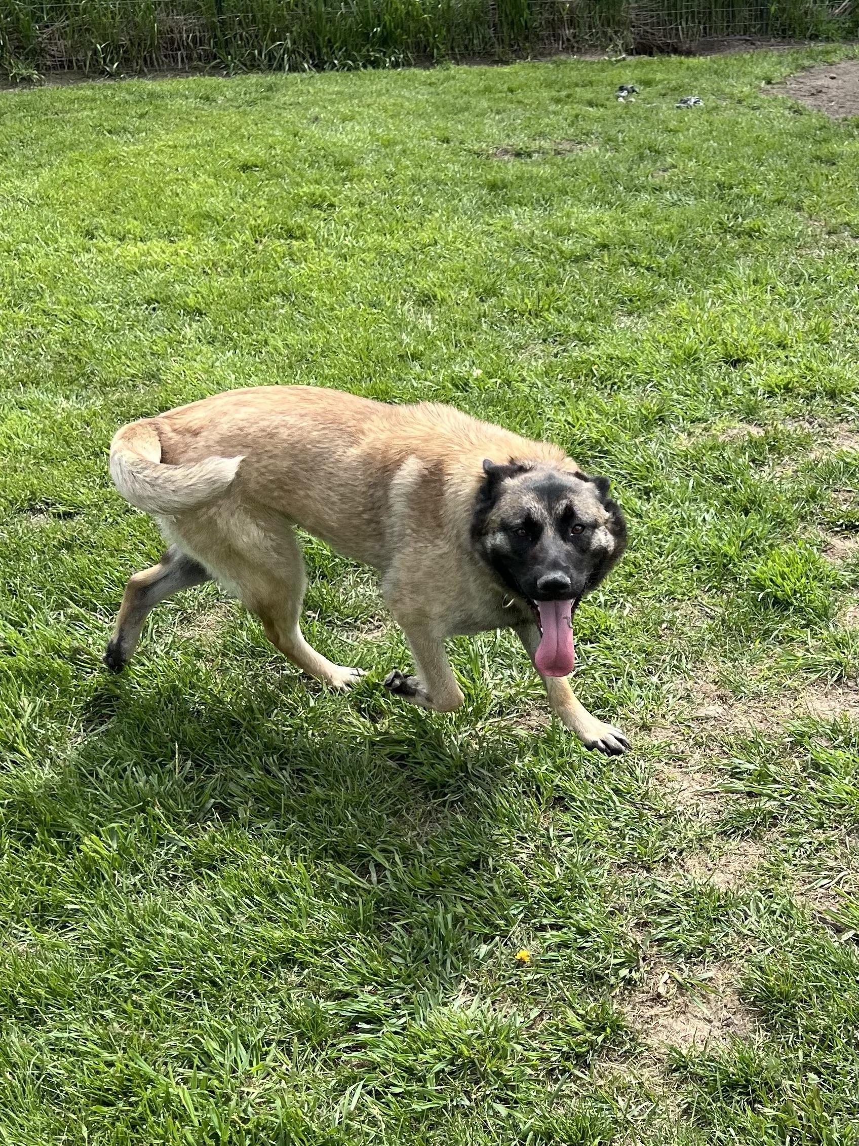 Journey, a Adoptable mixed breed in Eaton Rapids, MI image 4/4