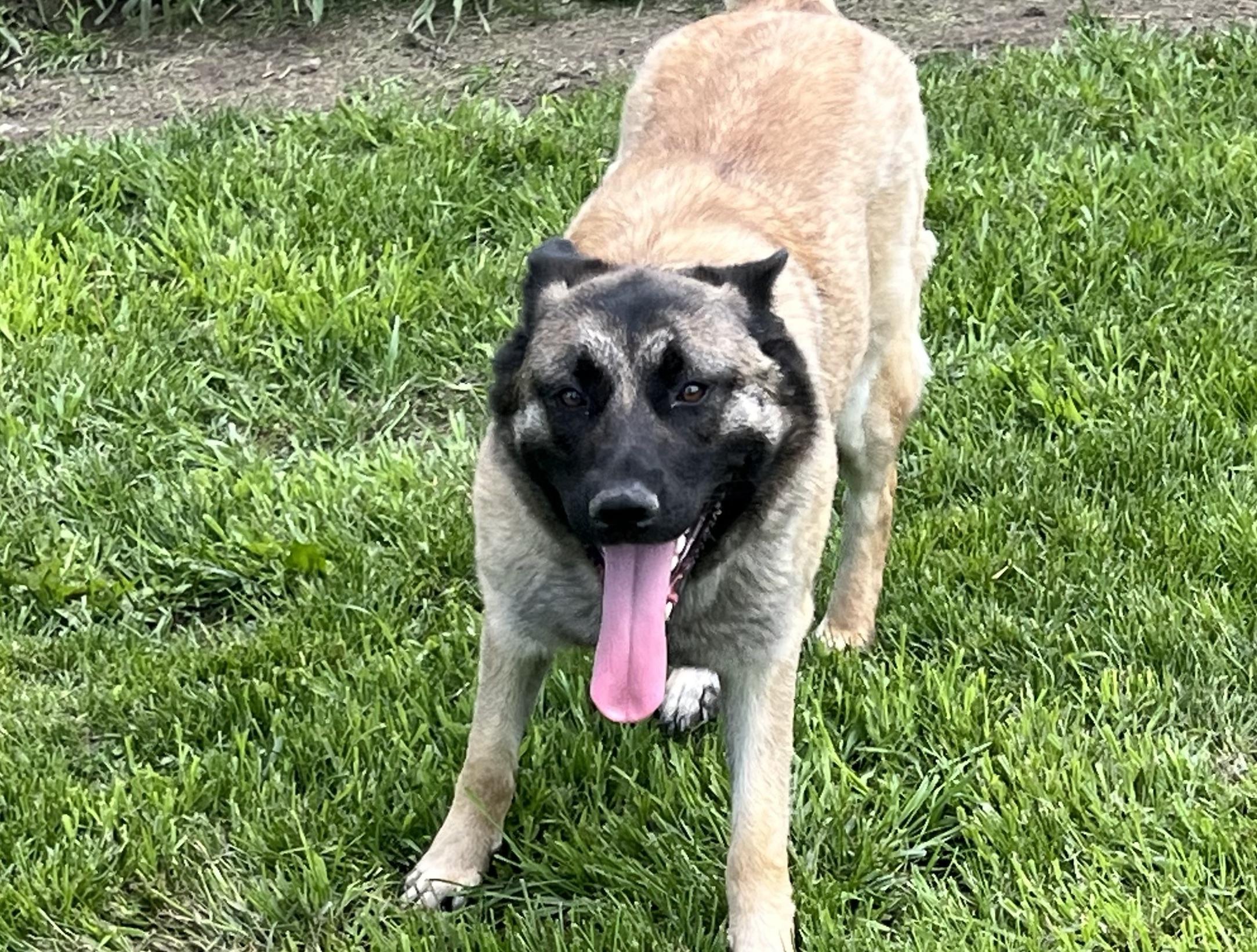 Journey, Adoptable, Adult Female Belgian Shepherd / Malinois.