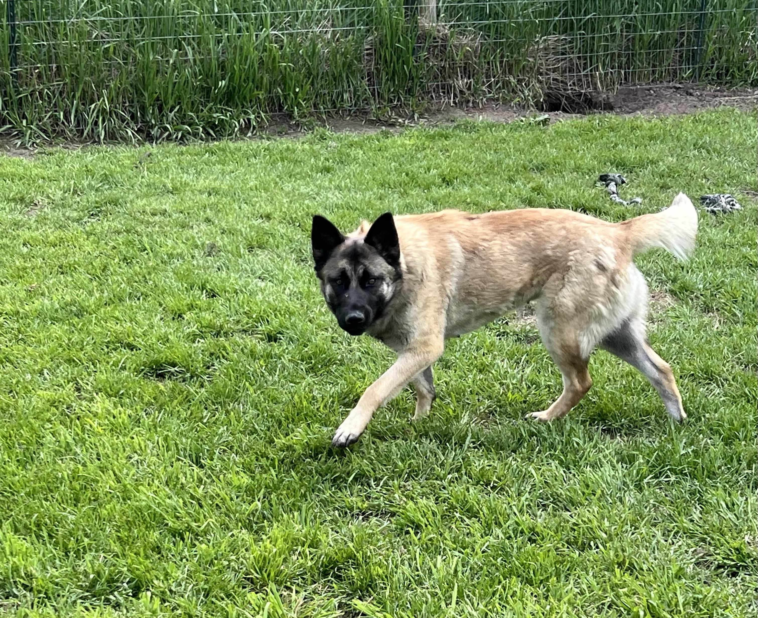 Journey, a Adoptable mixed breed in Eaton Rapids, MI image 3/4