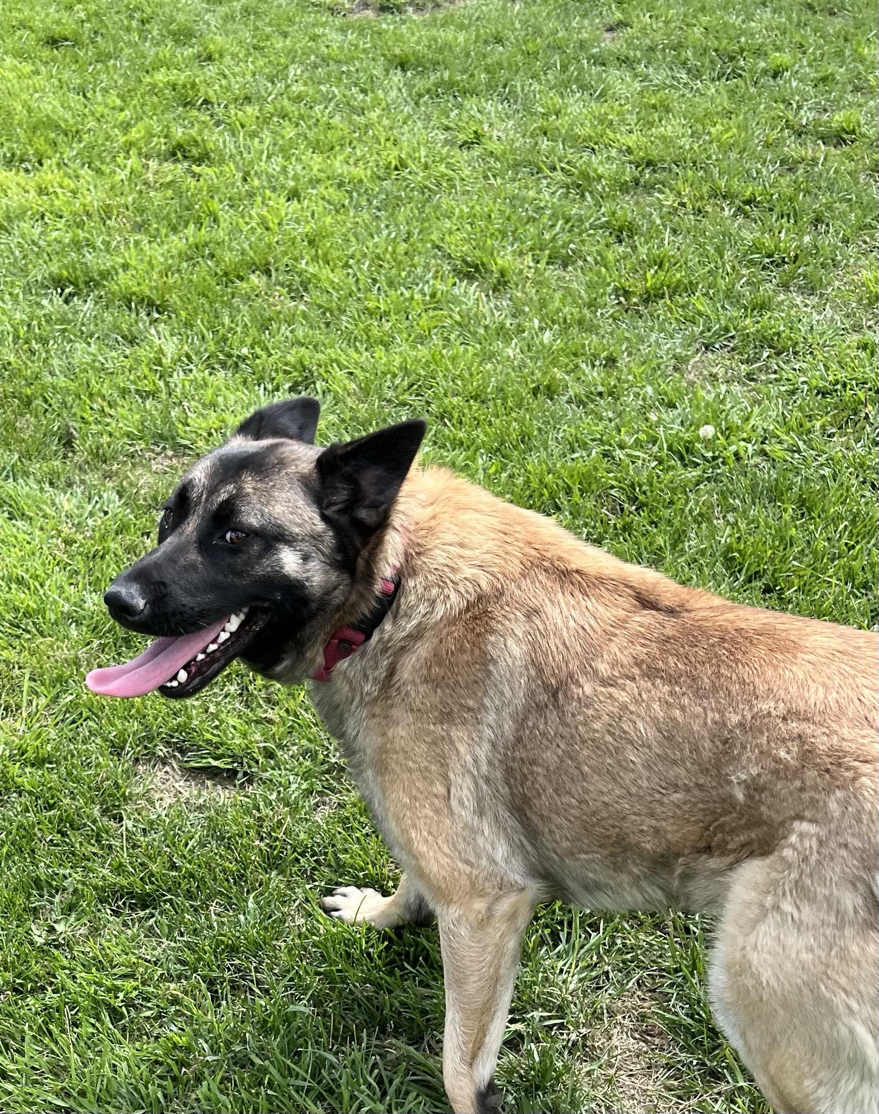 Journey, a Adoptable mixed breed in Eaton Rapids, MI image 2/4