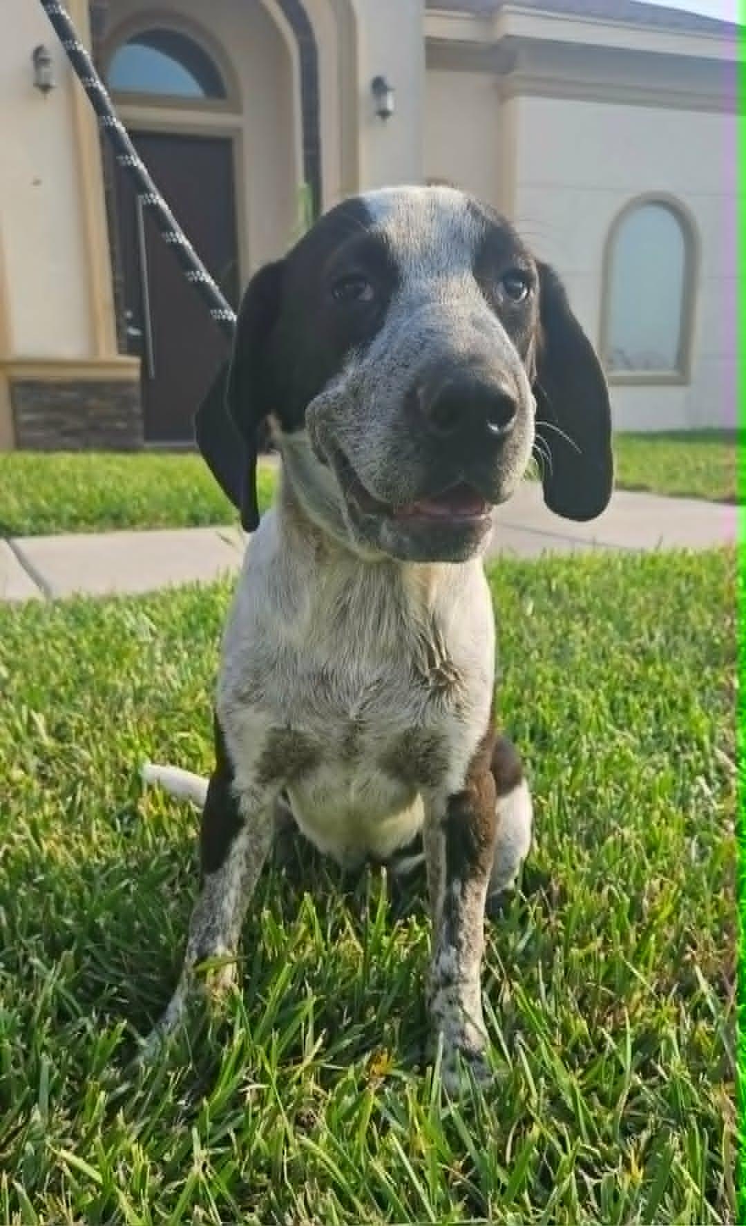 Astro, Adoptable, Adult Male German Shorthaired Pointer.