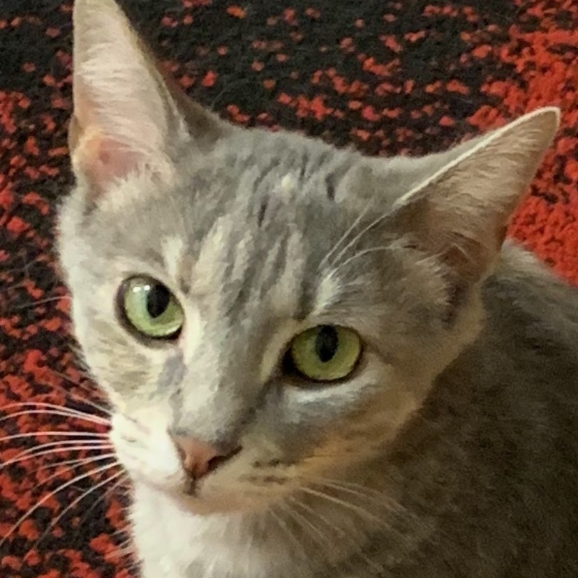 Daisy, Adopted, Young Female Domestic Short Hair.