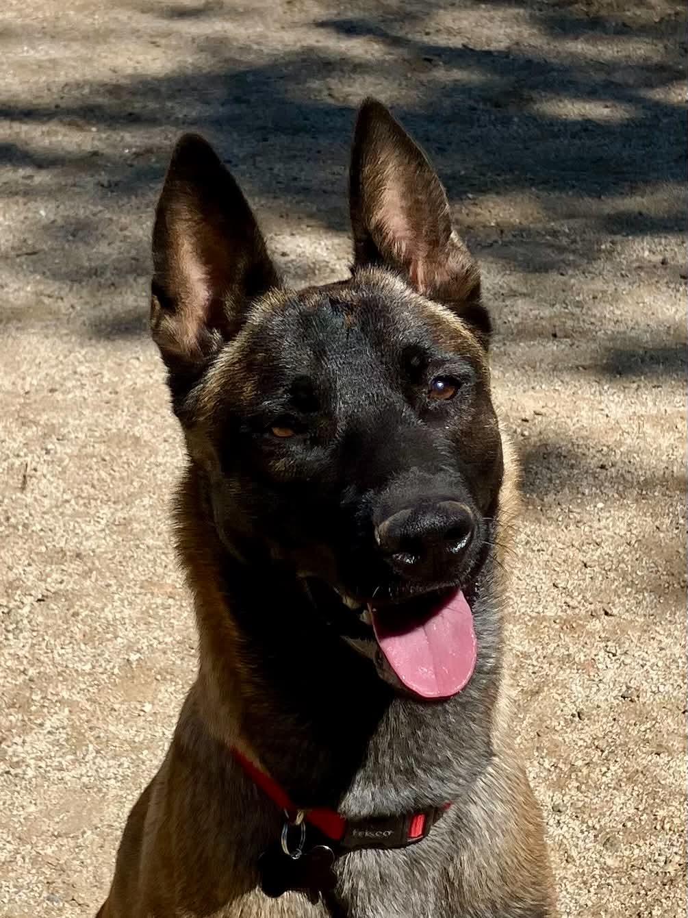 Ember, Adoptable, Adult Female Belgian Shepherd / Malinois.