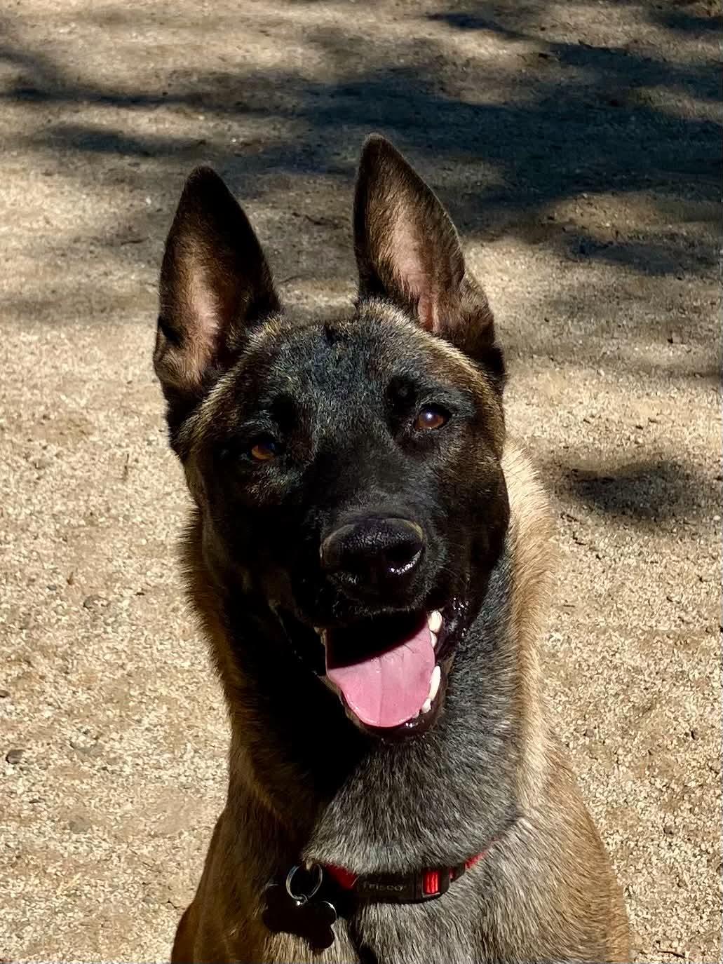 Enlarge Ember, a Adoptable Belgian Shepherd / Malinois in Vancouver, WA image 2/3