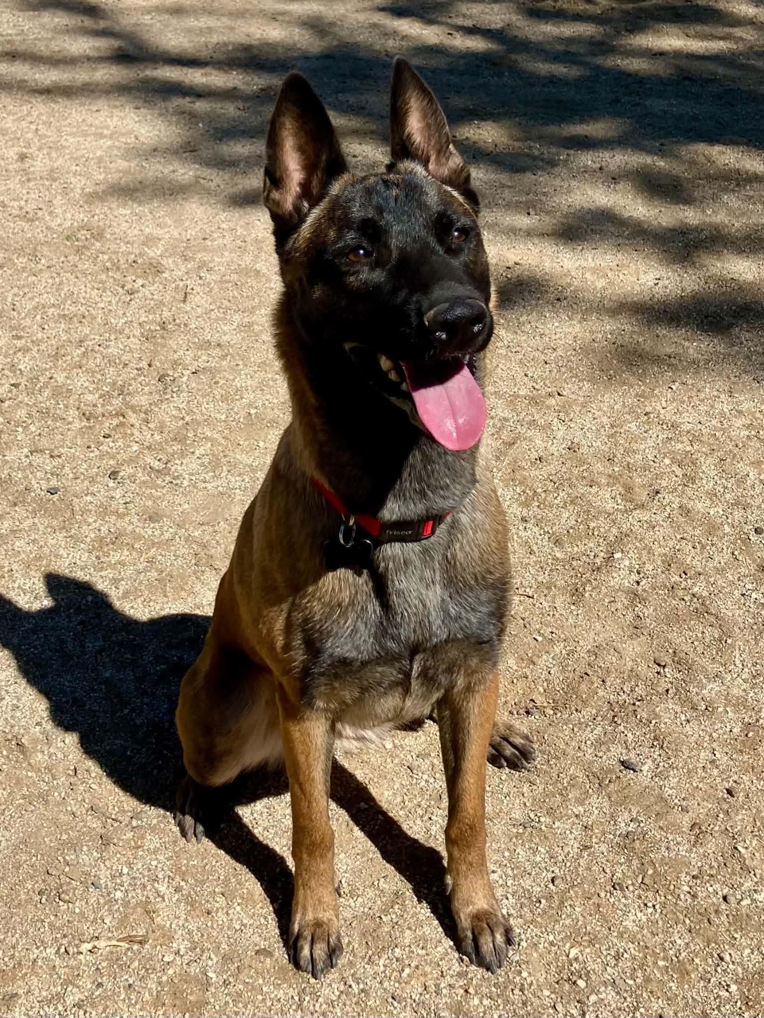 Enlarge Ember, a Adoptable Belgian Shepherd / Malinois in Vancouver, WA image 3/3