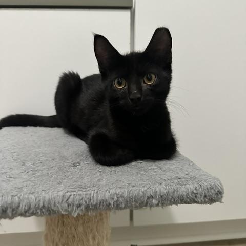 Enlarge Clyde, a Adoptable Domestic Short Hair in Belmont, NC image 3/5