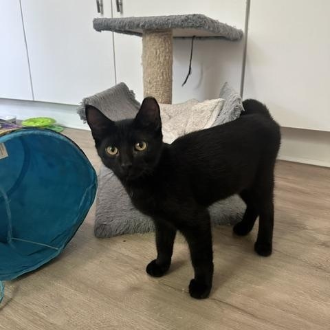 Clyde, Adoptable, Kitten Male Domestic Short Hair.