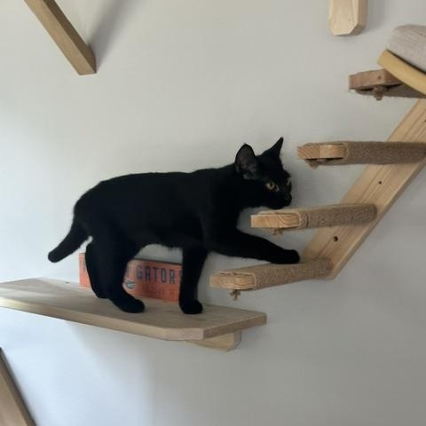 Enlarge Clyde, a Adoptable Domestic Short Hair in Belmont, NC image 4/5