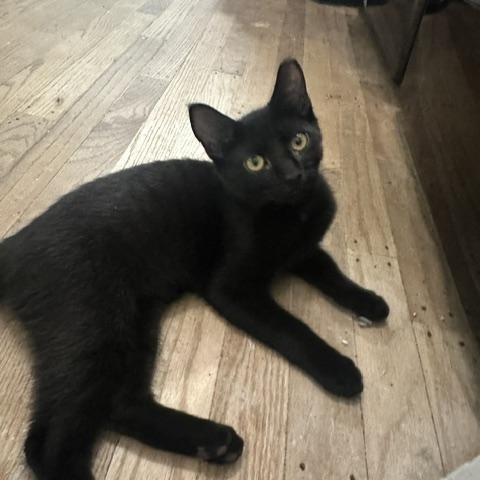 Enlarge Clyde, a Adoptable Domestic Short Hair in Belmont, NC image 5/5
