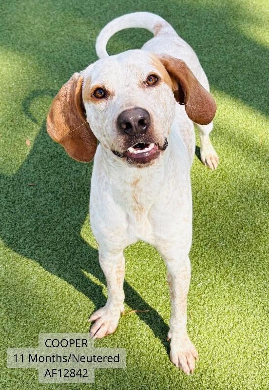 Enlarge Cooper, a Adoptable Coonhound in Supply, NC image 1/2