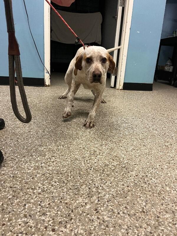 Enlarge Cooper, a Adoptable Coonhound in Supply, NC image 2/2