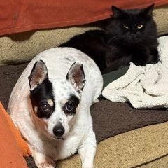 Enlarge Barley-CAT, a Adoptable Mixed Breed in Schaumburg, IL image 5/5