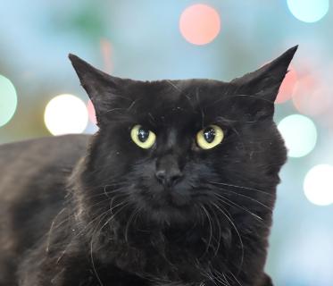 Barley-CAT, Adoptable, Young Male Mixed Breed.