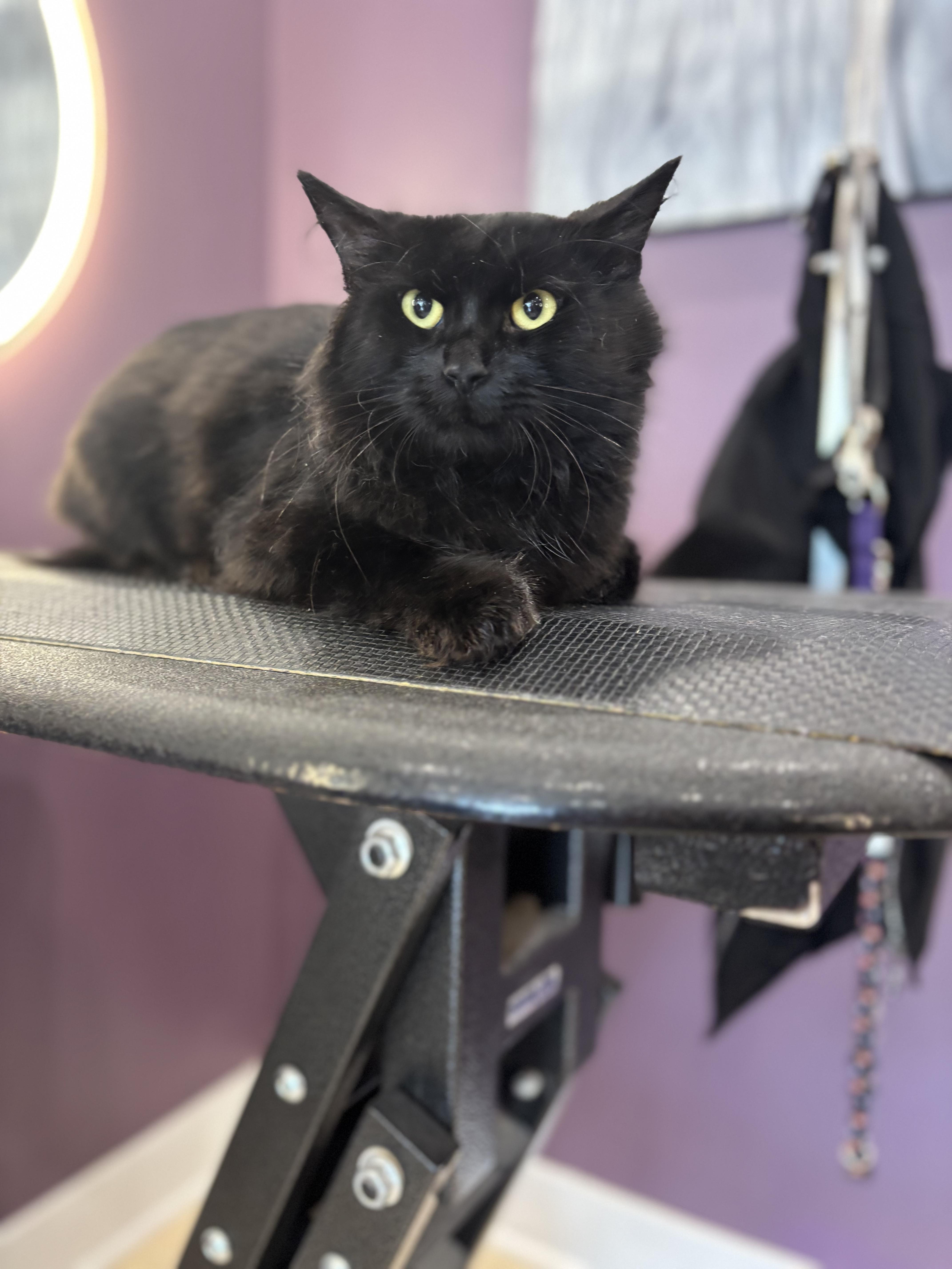 Enlarge Barley-CAT, a Adoptable Mixed Breed in Schaumburg, IL image 2/5