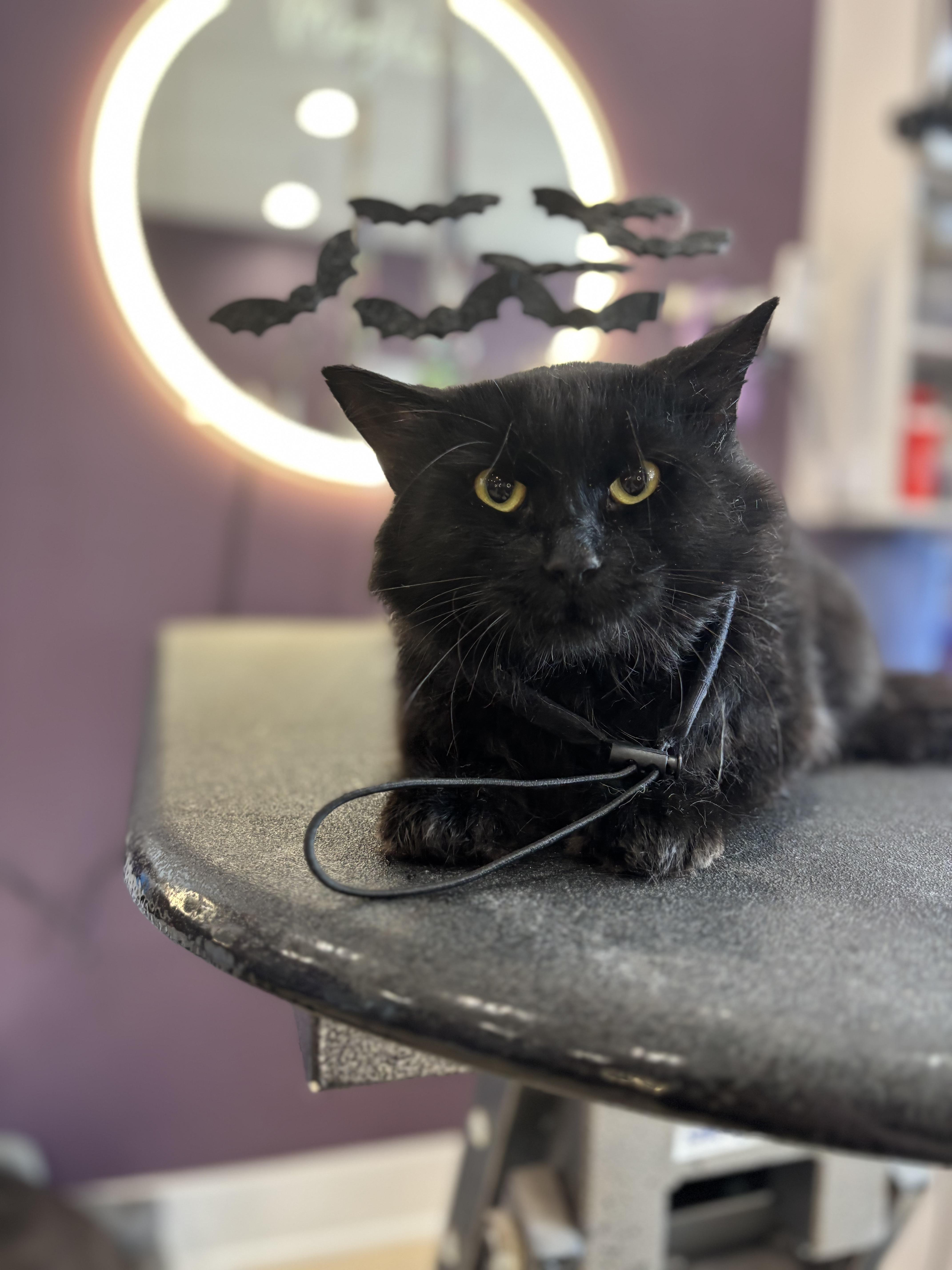 Enlarge Barley-CAT, a Adoptable Mixed Breed in Schaumburg, IL image 3/5