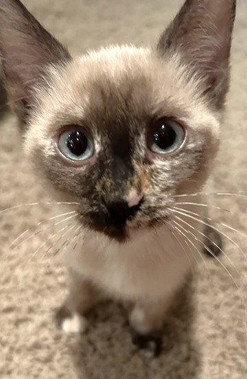Enlarge Eliza, a Adopted mixed breed in Shawnee, KS image 1/2