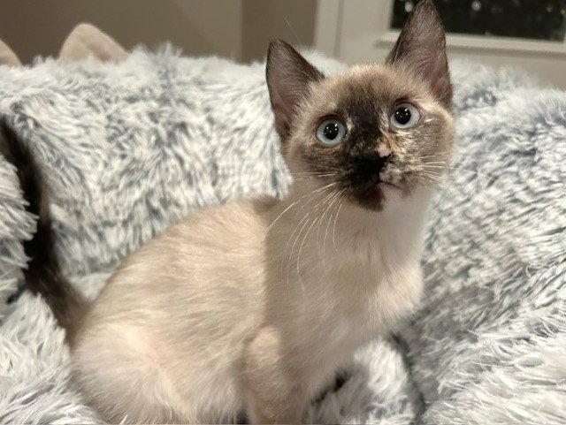 Enlarge Eliza, a Adopted mixed breed in Shawnee, KS image 2/2