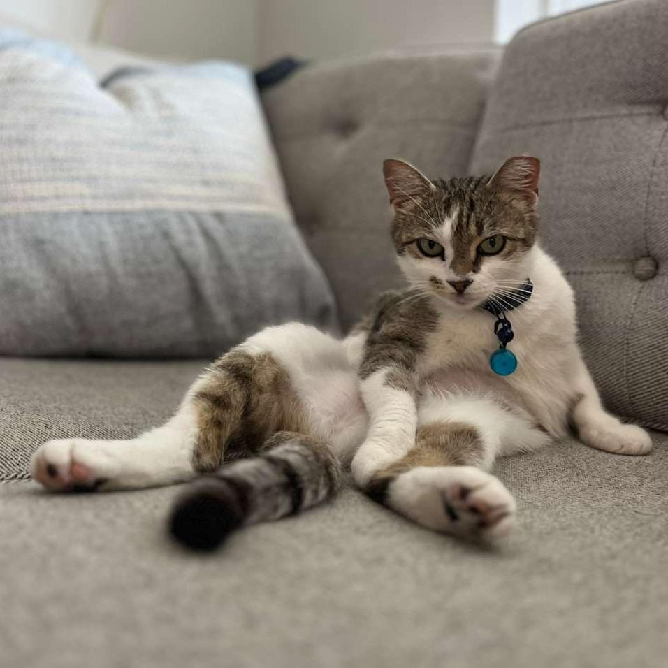 Enlarge Wing Cat, a Adoptable Domestic Short Hair in Fort Belvoir, VA image 3/5