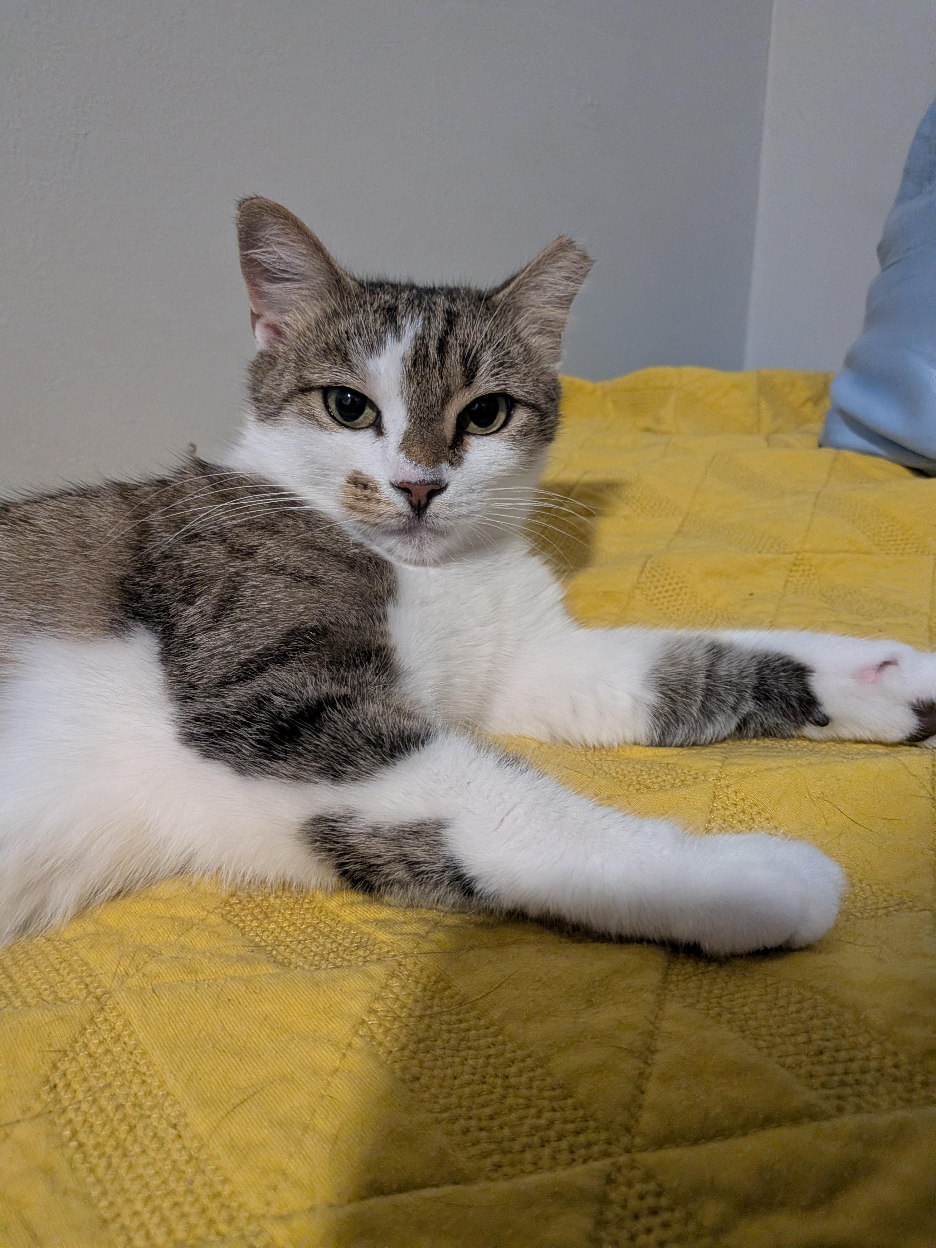 Enlarge Wing Cat, a Adoptable Domestic Short Hair in Fort Belvoir, VA image 1/5