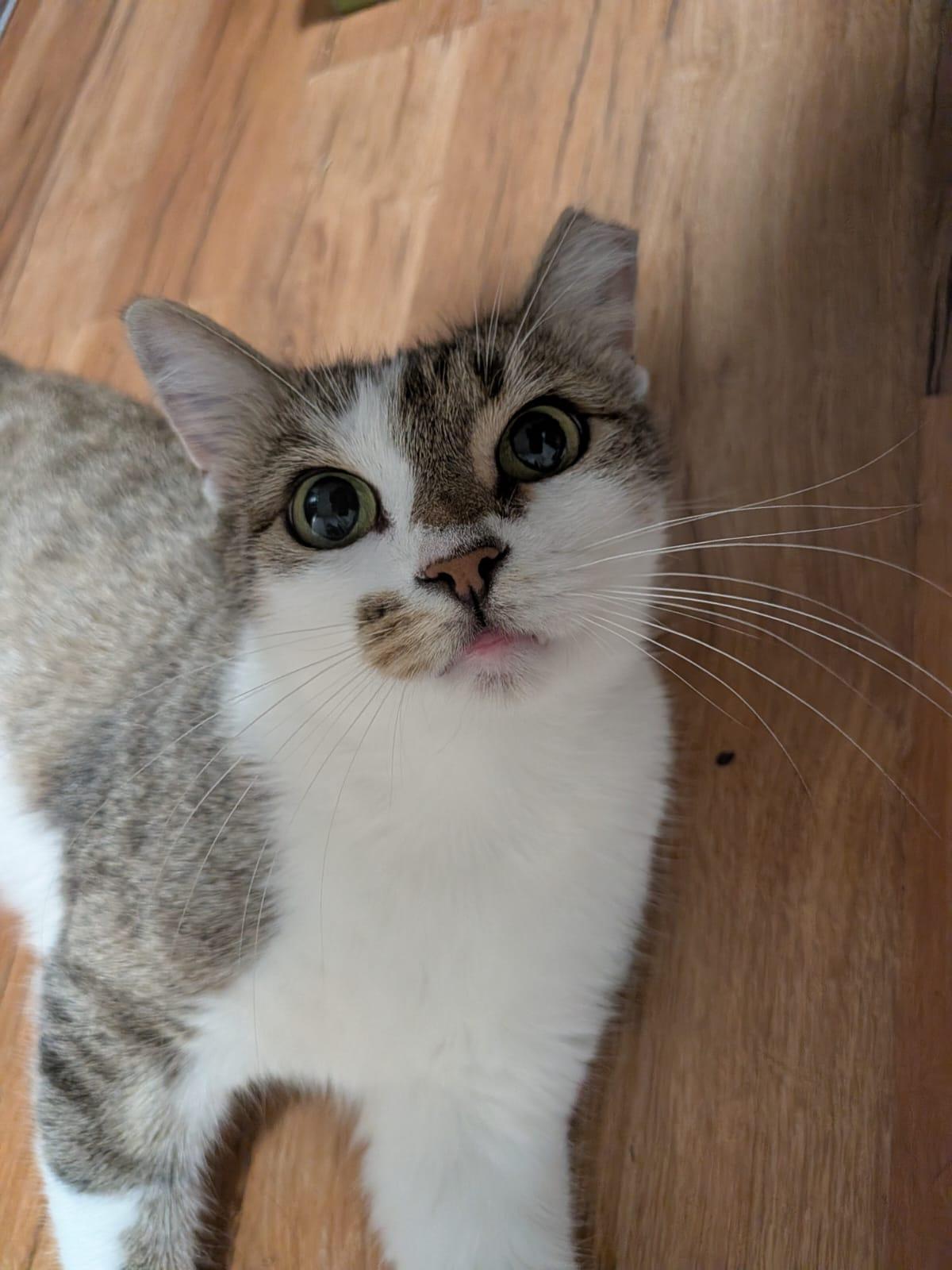 Enlarge Wing Cat, a Adoptable Domestic Short Hair in Fort Belvoir, VA image 2/5