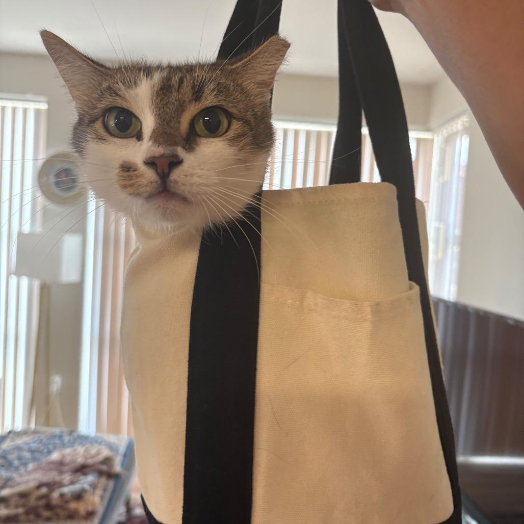 Cici Wing Cat, Adoptable, Adult Female Domestic Short Hair.