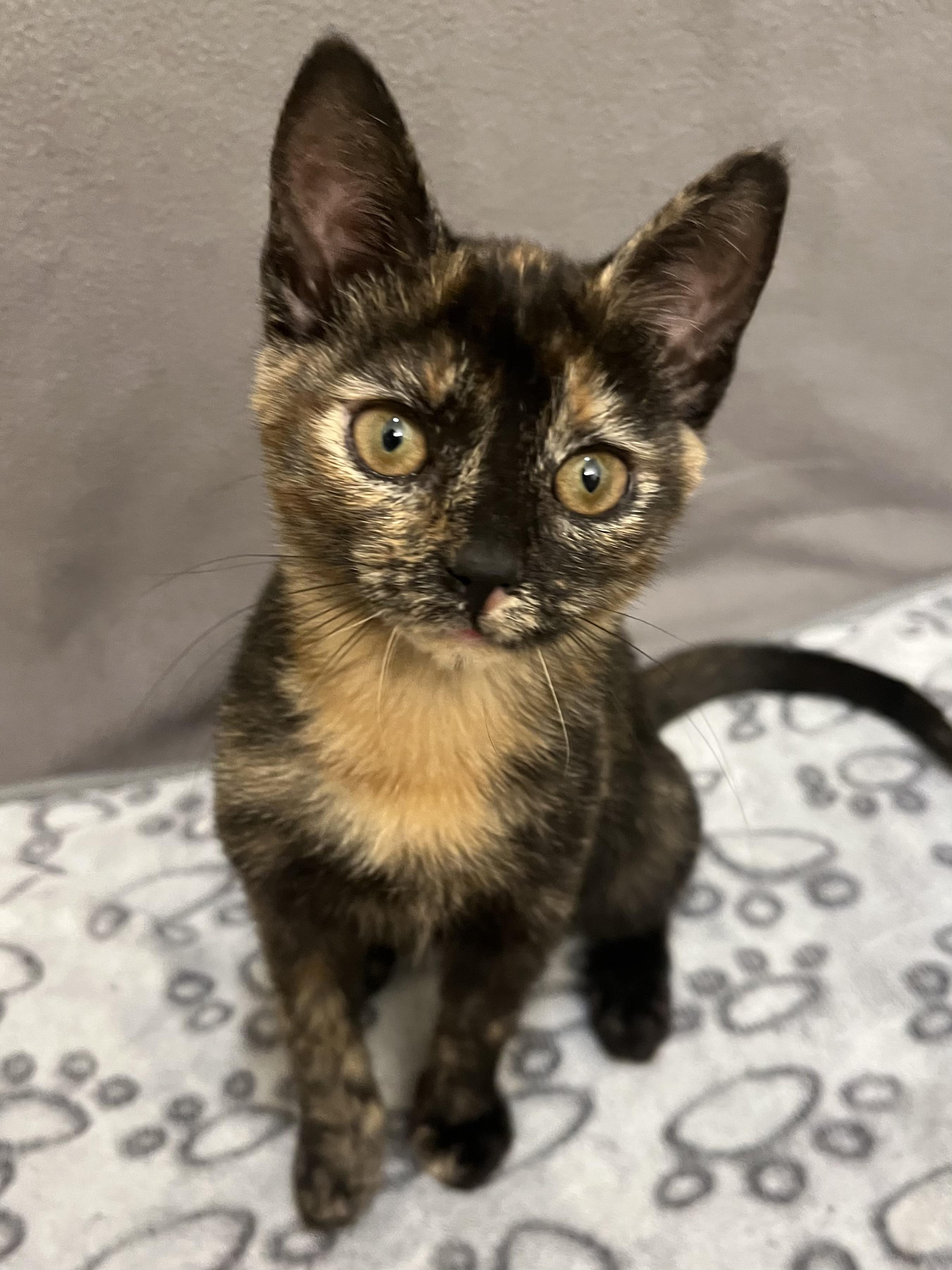 Serrano, adopted, Kitten Female Domestic Short Hair.