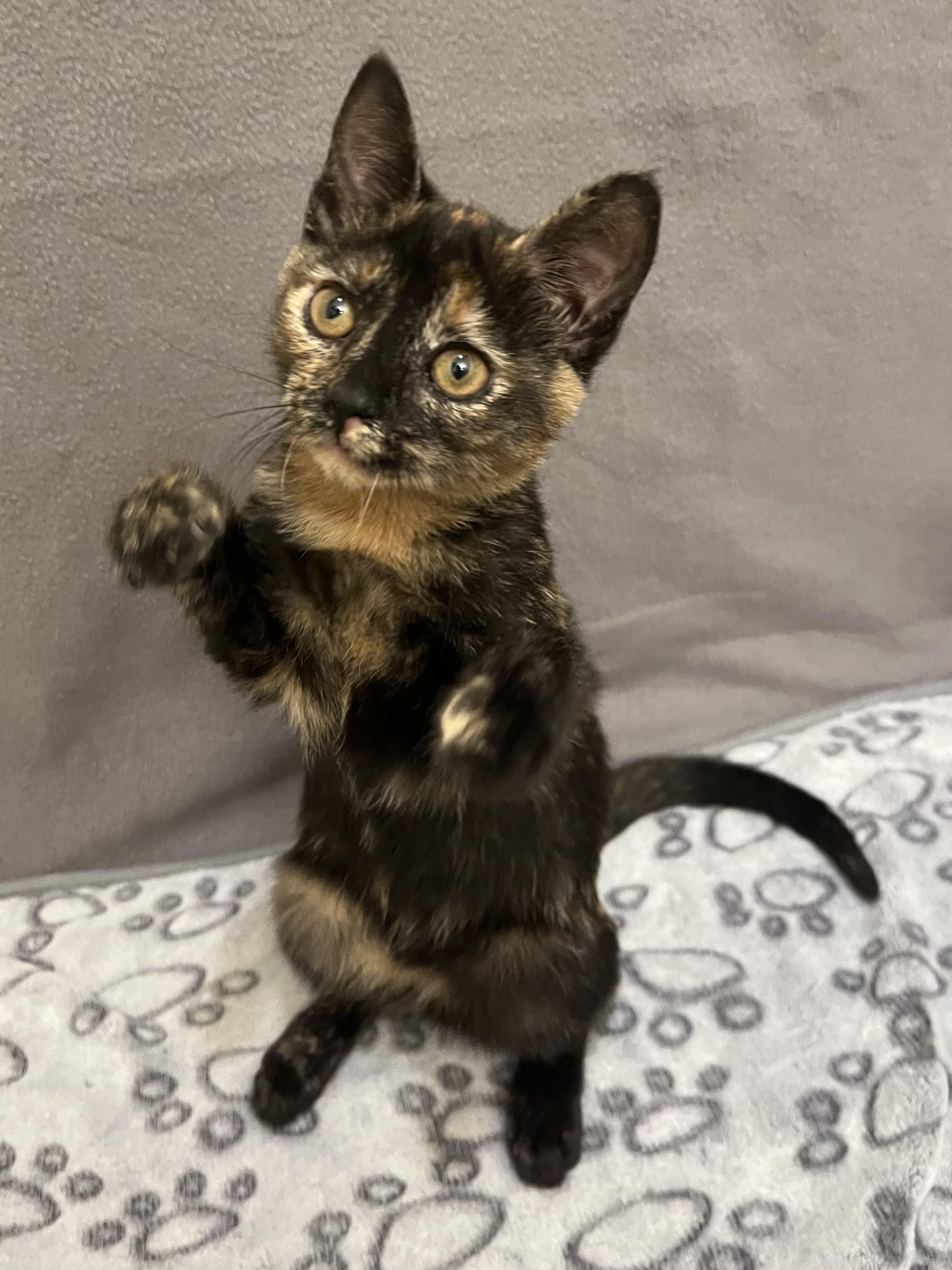 Serrano, an adopted Domestic Short Hair in Knoxville, TN image 3/5