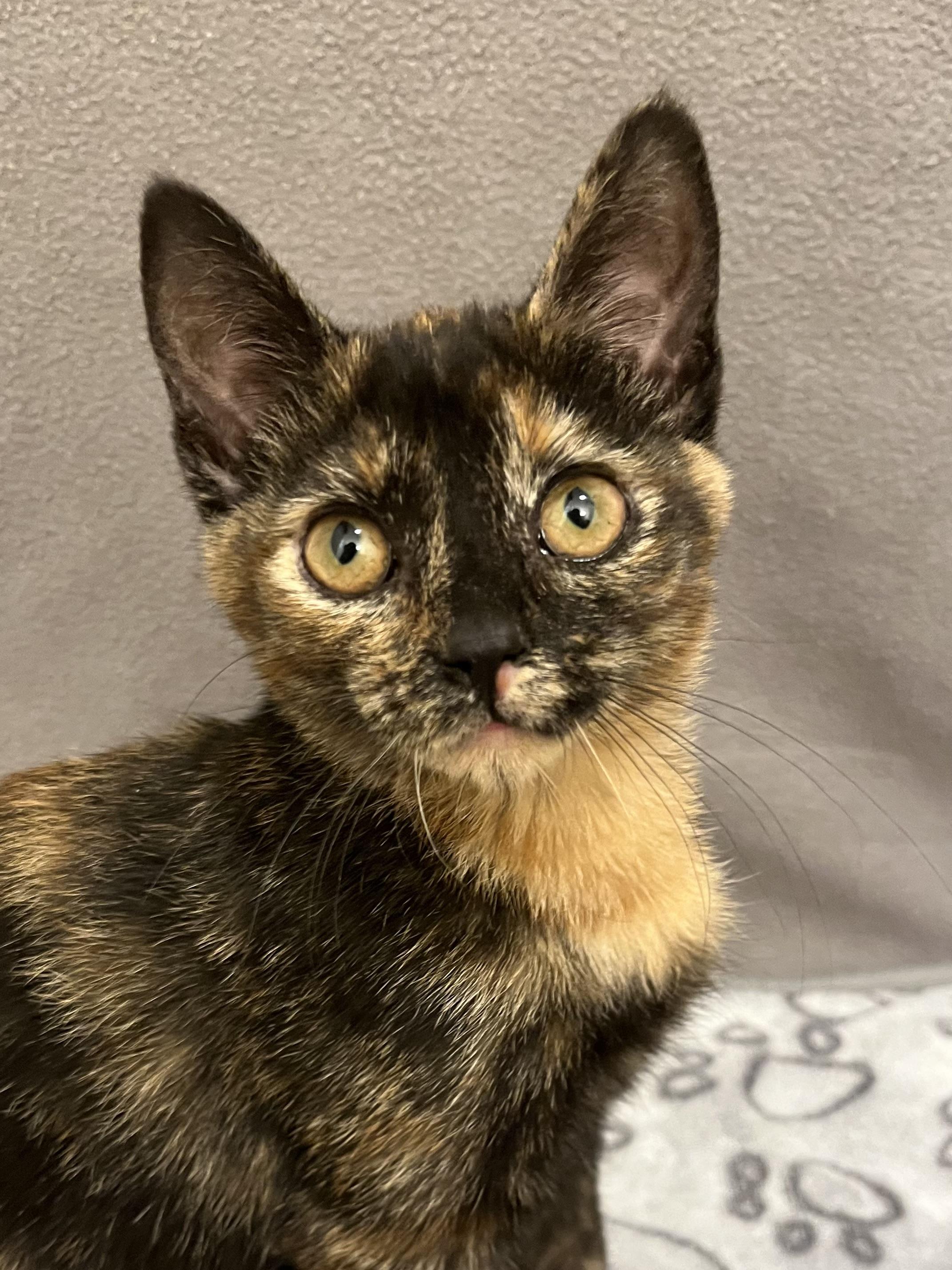 Serrano, an adopted Domestic Short Hair in Knoxville, TN image 4/5