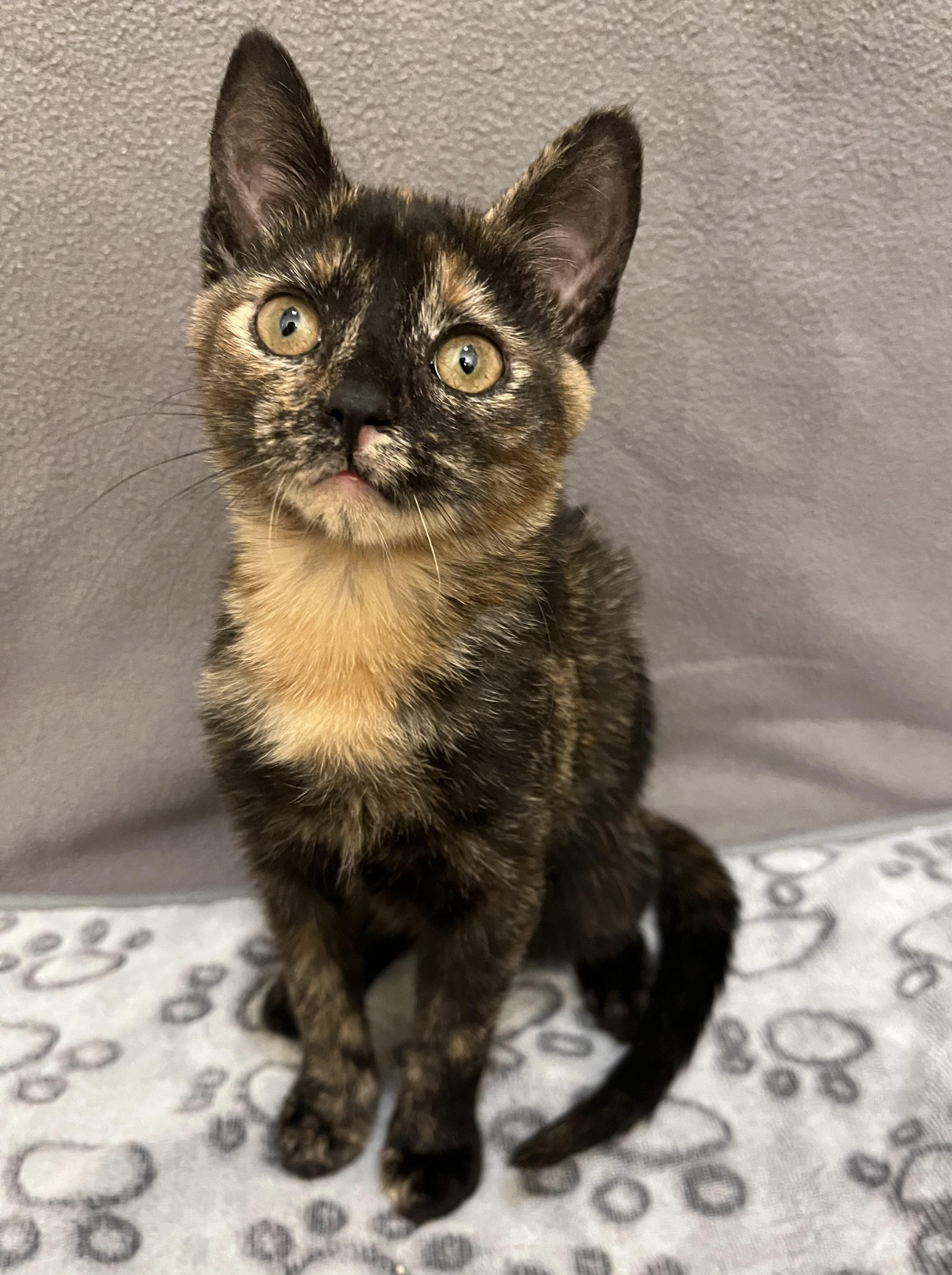 Serrano, an adopted Domestic Short Hair in Knoxville, TN image 5/5