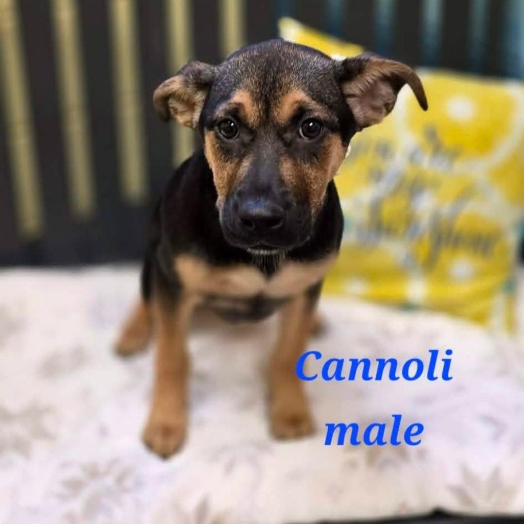 Cannoli, a ADOPTABLE mixed breed in Colonial Heights, VA image 2/2