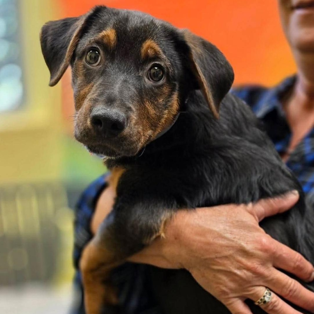 Cannoli, ADOPTABLE, Puppy Male German Shepherd Dog.