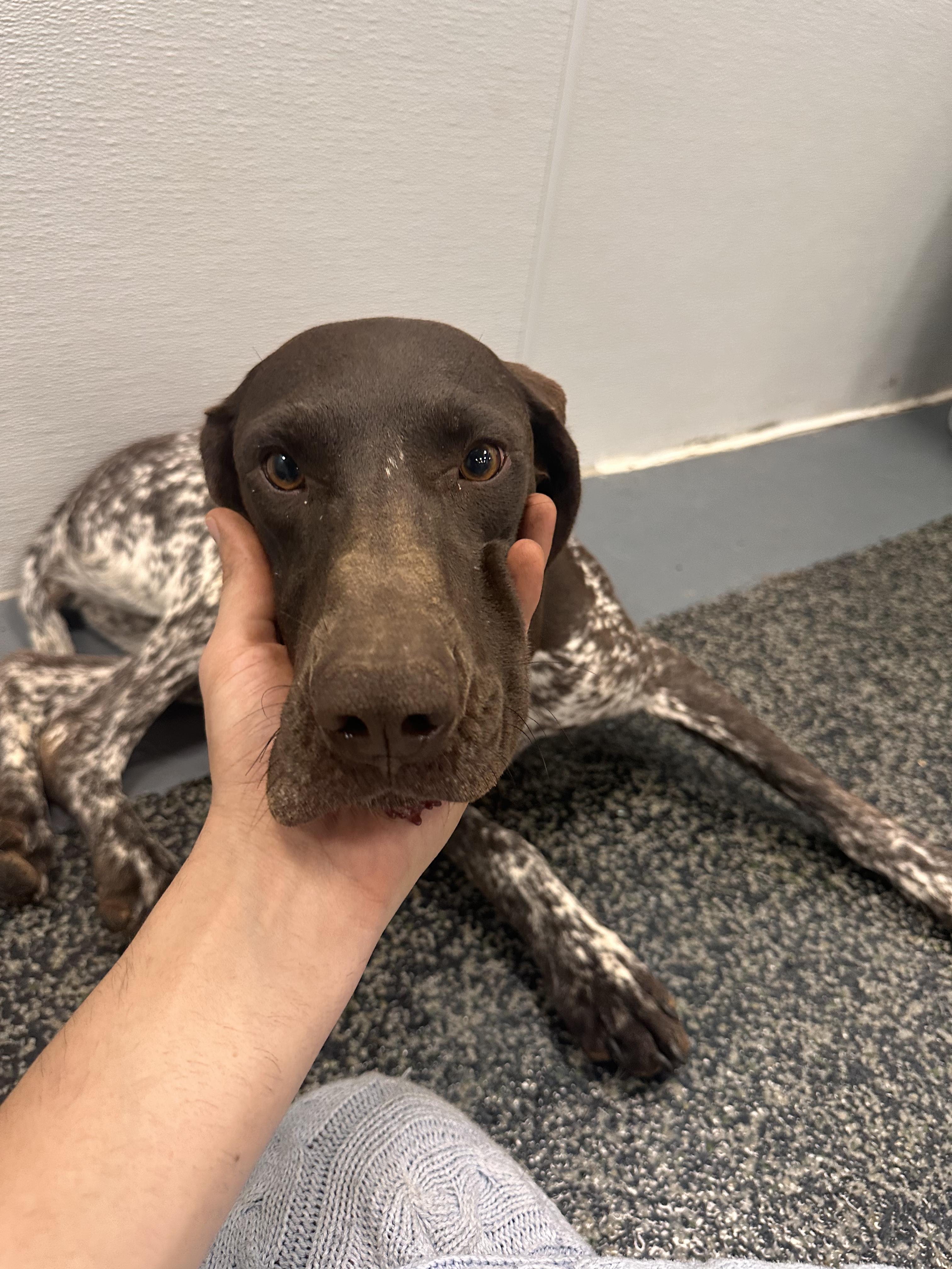 Enlarge Ruby, a Adoptable mixed breed in Aurora, ON image 5/6